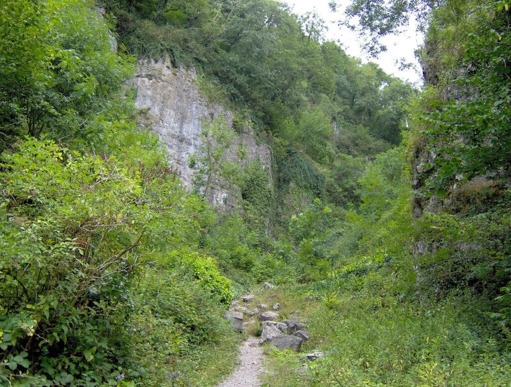 Woodland and limestone cliffs in Ebbor Gorge