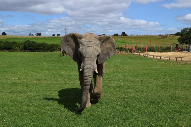 Elephant walking across the grass at Noah's Ark Zoo Farm