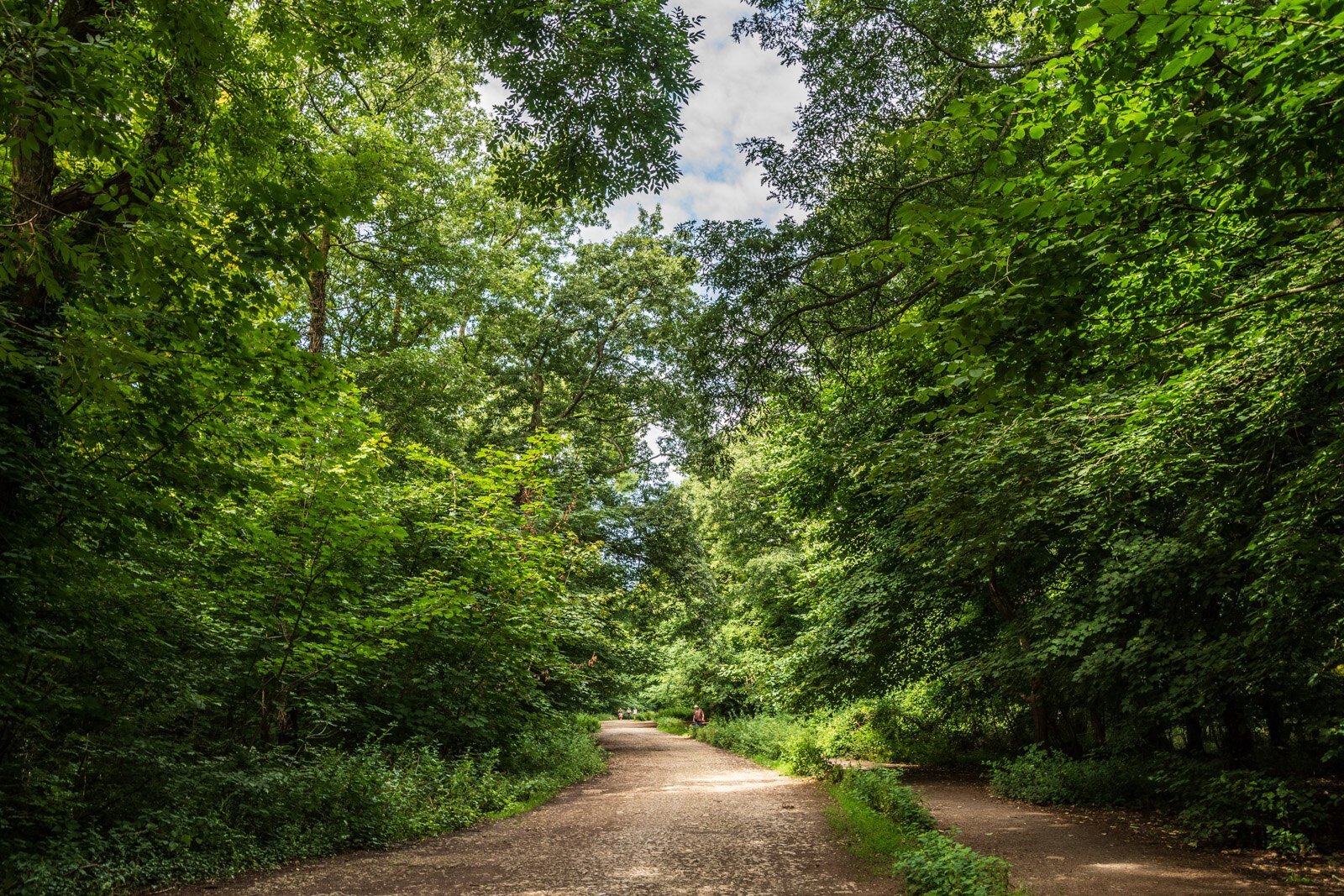 Woodland path through Weston Woods on Worlebury Hill